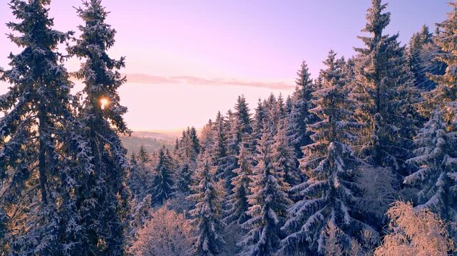 Breathtaking winter landscape at sunrise, snow-covered evergreen trees, frosty forest on rolling hills, golden dawn light, serene cold beauty, stunning frozen scenery, drone footage.