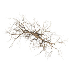 Tree bare isolated transparent background 3d rendering PNG 16 bit with alpha channel
