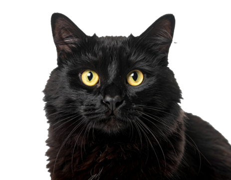 Schwarze Katze Nahaufnahme – freigestellt auf weißem Hintergrund