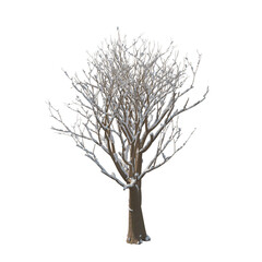 Tree snow covered isolated transparent background photo realistic 3d rendering PNG 16 bit with alpha channel
