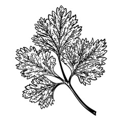 Obraz premium Celery leaf vector line art hand drawn illustration