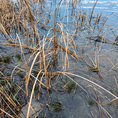 Close-up of cattails in a winter wetland, surrounded by dry reeds and leafless trees. A serene seasonal scene with natural textures and muted tones.