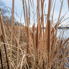 Fototapeta premium Close-up of cattails in a winter wetland, surrounded by dry reeds and leafless trees. A serene seasonal scene with natural textures and muted tones.