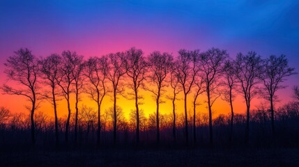 Fototapeta premium Dramatic Sunset Over Silhouetted Trees in Desert and Forest Landscape