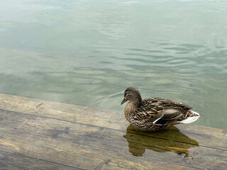 A duck sitting on a wooden pier covered with water