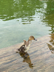 A little duckling spreading his wings on a wooden pier underwater