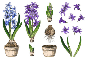Fototapeta premium Hyacinth flower with leaves grows from bulb in the pot with soil sketch vector set, hand drawn blue spring blossom plant