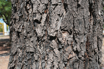 Tree bark pattern texture for background. Natural wood grain, tropical forest.
