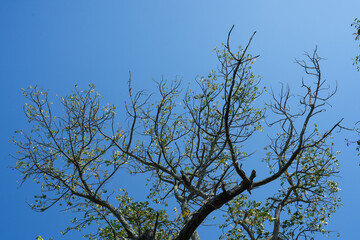 Green forest spring view from below into the clouds. Beautiful green leaves blue sky nature background.
