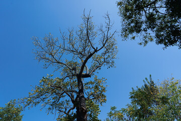 Green forest spring view from below into the clouds. Beautiful green leaves blue sky nature background.
