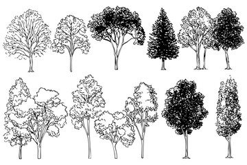 Diverse set of trees vector design drawing, tree illustration, tree sketch, trees graphic, trees silhouette of different tree types in nature.
