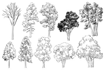 Variety of trees illustration in drawing style, tree sketch, trees graphic, trees silhouette. Different tree types in nature isolated vector design.