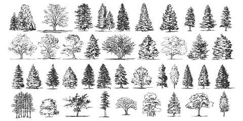 Collection of hand drawn pine trees botanical nature trees on white background forest sketch of landscape with trees