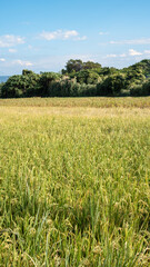 Obraz premium Golden rice paddy field landscape swaying over sunset day time.