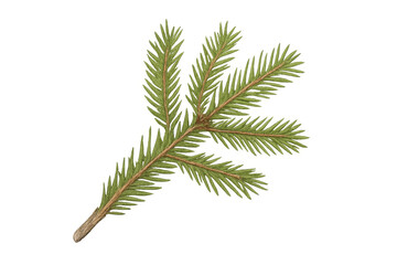 Naklejka premium Spruce fir branch with needles, transparent background