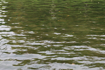 Green reflections in a woodland river