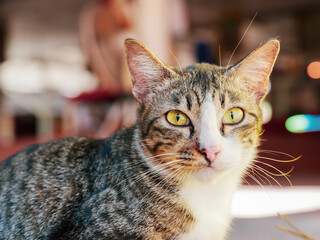 A selective focus of a cute domestic cat in temple at Thailand.