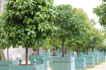 Small citrus trees and shrubs in wooden containers in a formal garden