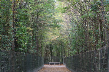 Tree lined path in a formal garden