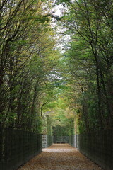 Tree lined path in a formal garden