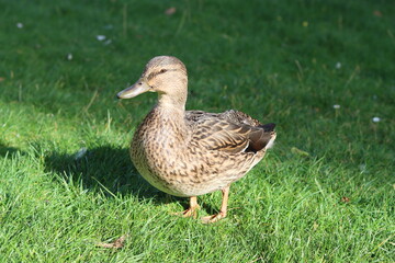 Close up of a female mallard duck standing on grass