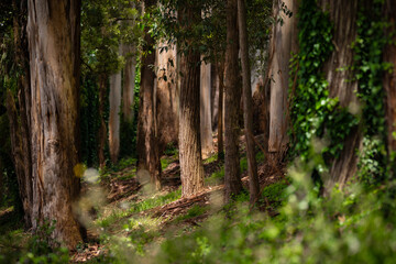 Scenic view of morning sunlight brightening up the forest in Mount Dandenong, Melbourne, Victoria, Australia
