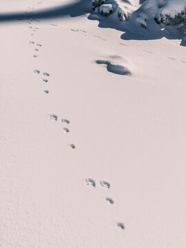 Animal tracks lead across a snow-covered landscape, with a dark, snowy mound in the background. Paganella, Roda refuge,Trentino, Italy