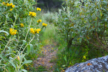 Yellow Flowers In The Wild