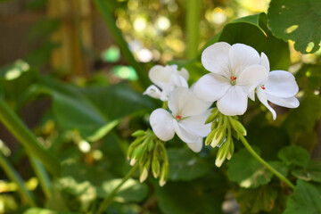 White Flowers In The Garden