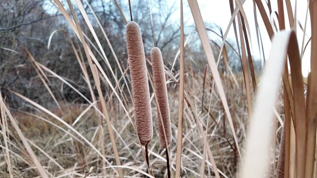 Close-up of cattails in a winter wetland, surrounded by dry reeds and leafless trees. A serene seasonal scene with natural textures and muted tones.