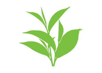 Fototapeta premium Collection of green tea leaves isolated on a white surface 