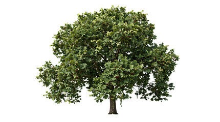 3D Render of Lush Green Tree with Detailed Foliage