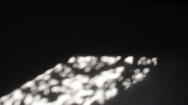 Soft plant shadows drift across a dim grey wall, forming an abstract parallelogram of light. Minimal, moody, and atmospheric&mdash;perfect for ambient visuals, film transitions, or artistic backgrounds