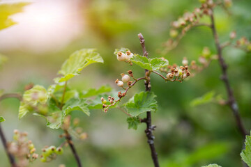 Currant berries frozen by frost on the bush in spring. Spring frost, close-up