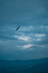 bird in flight with sunrise glow and cloudbreak, rugged coastal ridge below, motion silhouette, soaring wings, selective focus, space for text, evokes freedom and adventure