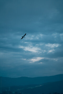 bird in flight with sunrise glow and cloudbreak, rugged coastal ridge below, motion silhouette, soaring wings, selective focus, space for text, evokes freedom and adventure