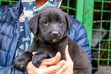 Black Puppy Being Held. Holding dog in hands