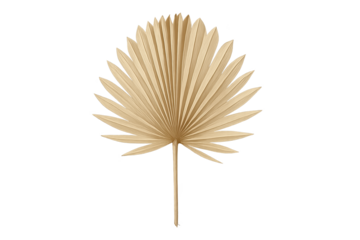 Beige dried palm leaf fan with radial fronds forming decorative natural motif
