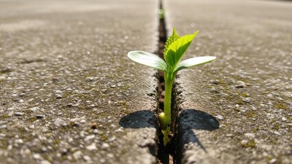 Resilient Green Sprout Emerges from Concrete Crack in Bright Sunlight.