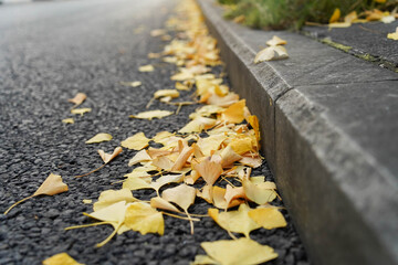 Close up of Fallen Yellow Ginkgo Leaves on Street Curb