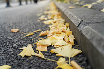 Close up of Fallen Yellow Ginkgo Leaves on Street Curb