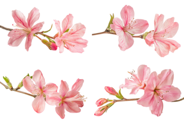 Delicate pink azalea flowers and buds on branches isolated on a transparent background blossom