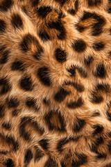 Leopard print fur texture with dark spots and golden tones  