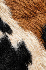 Close-up of cow fur showcasing black, brown, and white patterns  