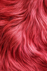 Red wavy fur texture close-up in vivid colors  