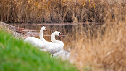 Two elegant swans by a calm lakeshore, soft natural light and warm reeds. Peaceful wildlife scene ideal for nature, romance, and serene environmental themes.