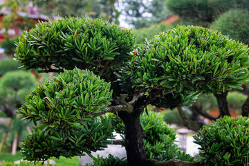 A view of a meticulously manicured Podocarpus or evergreen shrub, shaped into a stunning topiary or large bonsai.