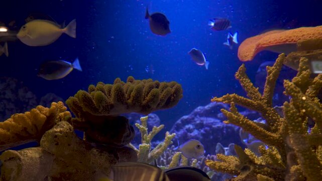 Diverse reef species, including striped tangs and damselfish, navigate a dense, detailed coral garden of stony, branching structures set against a deep blue saltwater aquarium background