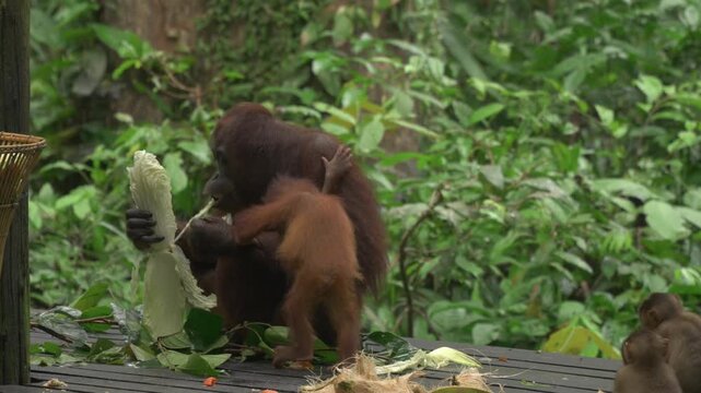 A mother orangutan and her baby feed at the Sepilok Rehabilitation Centre feeding platform. The baby explores nearby while macaques move around the edges of the scene.
