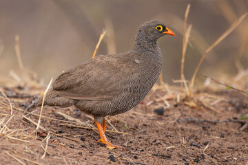 Red-billed Spurfoul (Rooibekfisant) (Pternistis adspersus) foraging for food in the campsite in Waterberg Plateau National Park, Namibia